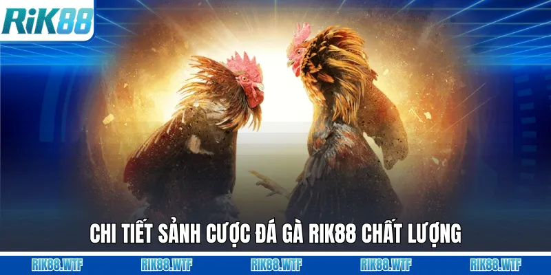 Chi tiết sảnh cược đá gà Rik88 chất lượng
