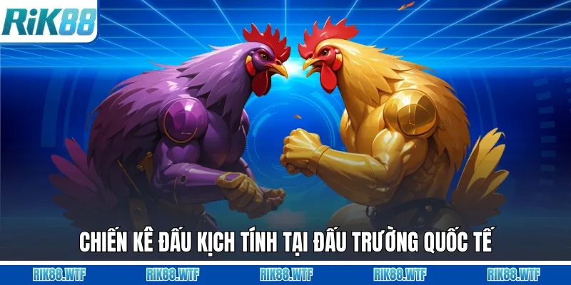 Chiến kê đấu kịch tính tại đấu trường quốc tế